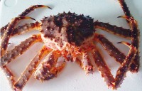 活亞拉斯加蟹 (活)