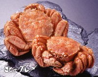 日本北海道活毛蟹