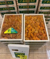 日本直送-浜中小川海膽