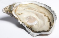 法國吉拉多生蠔 1号